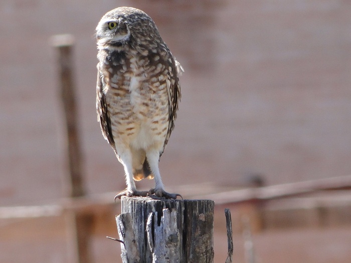 猫头鹰，狩猎，观察