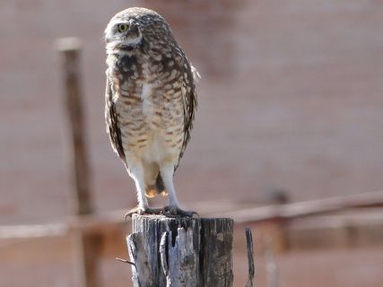 猫头鹰，狩猎，观察