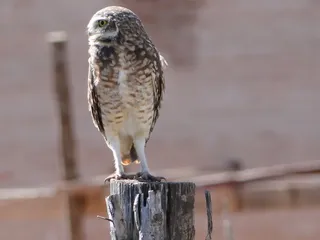 猫头鹰，狩猎，观察