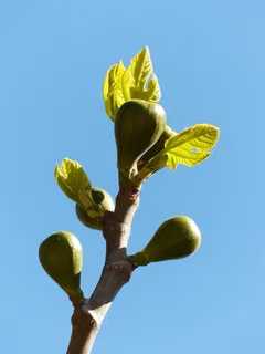 无花果,无花果树,水果,真正的ward夫,无花果叶,树 无花果,无花果树,水果,真正的ward夫,无花果叶,树