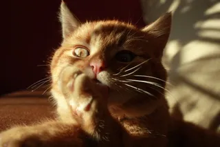 猫，宠物，猫的眼睛，懒惰