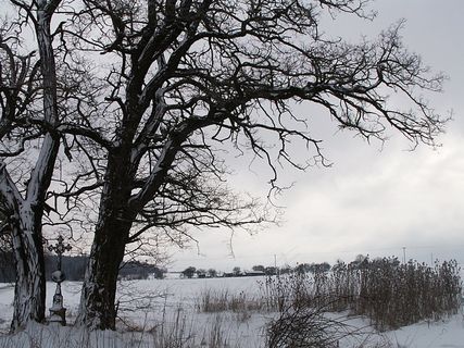冬季，雪，树，雪域，跨，干草，石灰