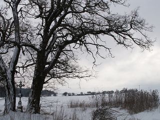 冬季，雪，树，雪域，跨，干草，石灰