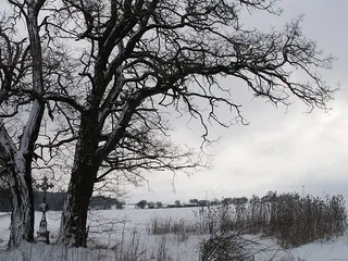冬季，雪，树，雪域，跨，干草，石灰