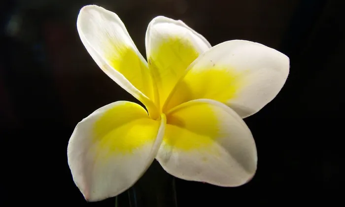 素馨花，鸡蛋花，花，开花，盛开