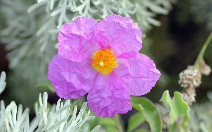石玫瑰，水仙，开花，粉色，利帕里，紫色
