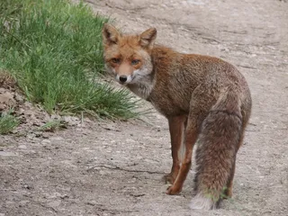 狐狸，动物，自然，野生