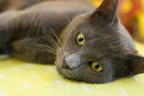 猫,动物,猫 猫,动物,猫