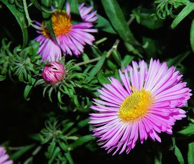 花,开花,盛开,紫色,植物,关闭,夏天 花,开花,盛开,紫色,植物,关闭,夏天