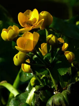 Caltha Palustris，Hahnemann脚温室，黄色