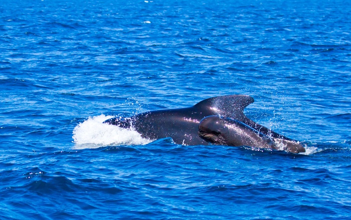 领航鲸，鲸鱼，动物，Orcinus Orca，蓝色，Orka