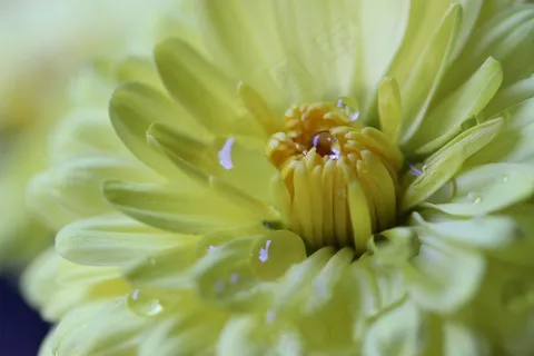 花,露水,黄色,盛开,宏,颜色,花瓣 花,露水,黄色,盛开,宏,颜色,花瓣