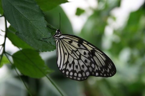 蝴蝶,对比,自然 蝴蝶,对比,自然