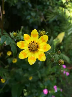 花,黛西,梅斯卡尔,埃塞俄比亚,黄色 花,黛西,梅斯卡尔,埃塞俄比亚,黄色