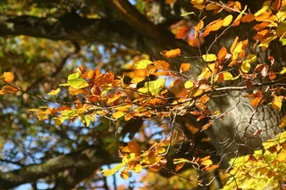 秋叶，黄色，叶子