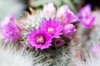 仙人掌，带动，亚利桑那州，植物，多刺，鲜花