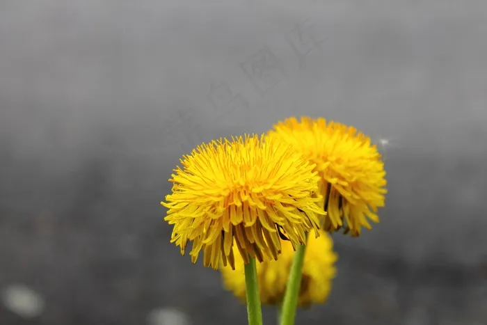 蒲公英，苦橙，花，场，盛开