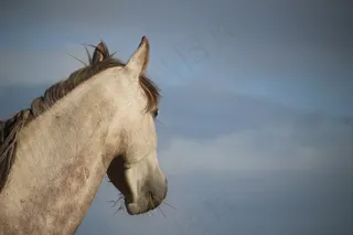 马，模具，纯种阿拉伯，天空