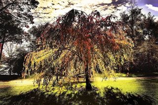 树，阳光，阴影，发光，效果，焦点