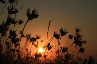 东，太阳，草，鲜花，红色，天空，景观
