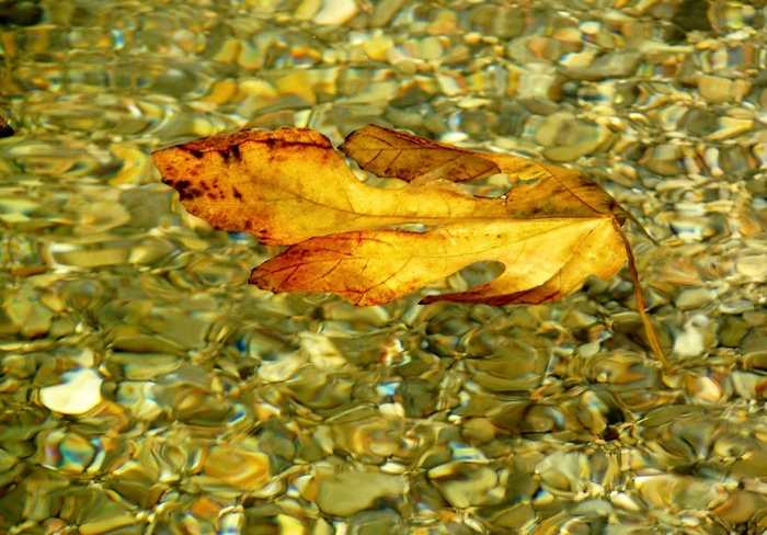 叶子，秋天，多彩，水，颜色，水域