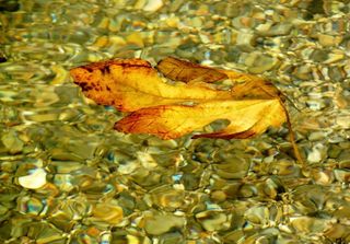 叶子，秋天，多彩，水，颜色，水域