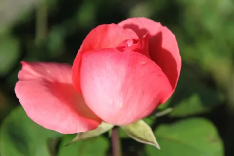花,红色,开花,关闭,植物,玫瑰,颜,颜色 花,红色,开花,关闭,植物,玫瑰,颜,颜色