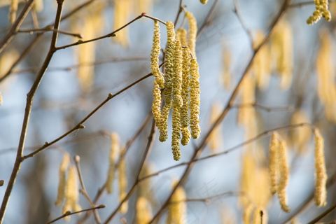 榛子，开花，盛开的小猫，布什，科