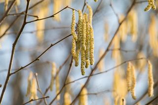 榛子，开花，盛开的小猫，布什，科