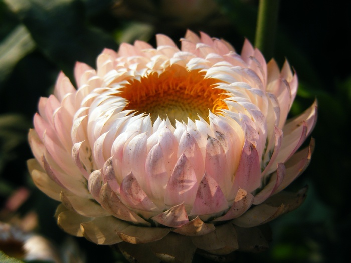 Xerochrysum Bracteatum，Strawflower，开花植物