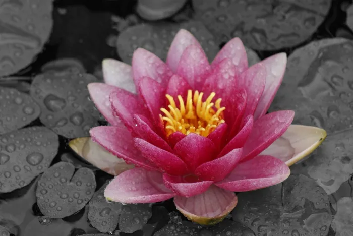 百合，花，粉红色，水，睡莲，花的，盛开