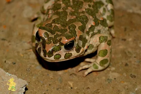 青蛙，绿色，两栖类