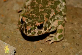 青蛙，绿色，两栖类