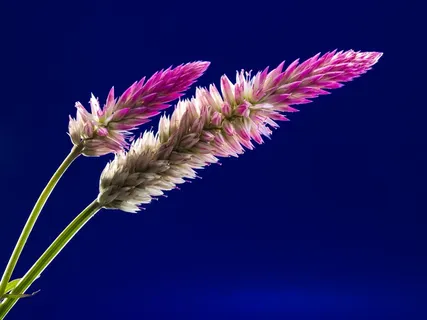 开花,花,野花,关闭 开花,花,野花,关闭