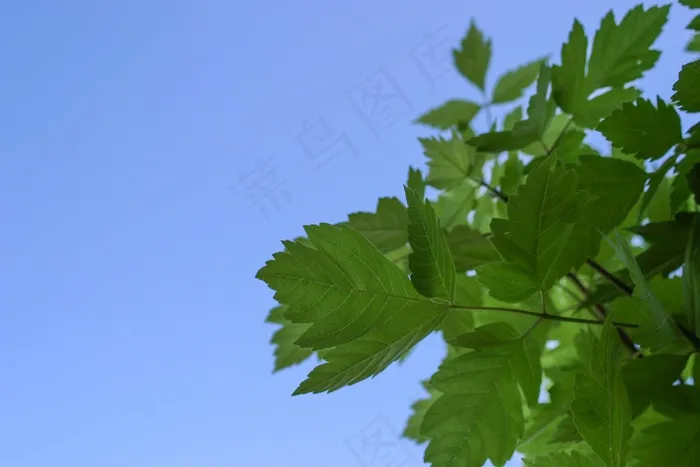 叶子，树，季节，叶子，夏天，环境