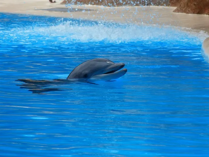 宽吻海豚，海豚，跳，Tursiops Truncatus