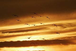 日落，景观，暮光之城，黄昏，阳光，天空