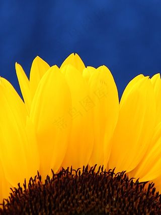 太阳花，开花，盛开，关闭，黄色，蓝色，夏天