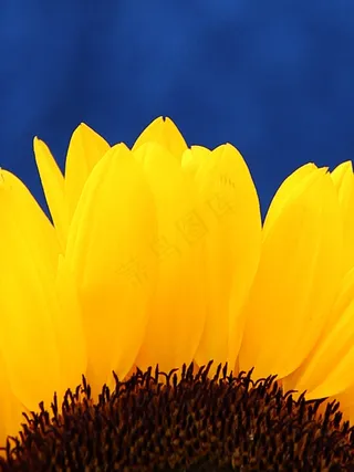 太阳花，开花，盛开，关闭，黄色，蓝色，夏天