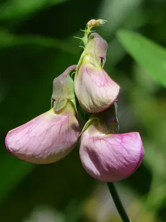 山thy豆,芽,开花,花,紫色 山thy豆,芽,开花,花,紫色