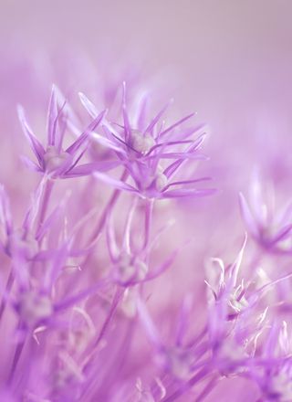 鲜花，紫色，仙女，仙女，粉红色，少女