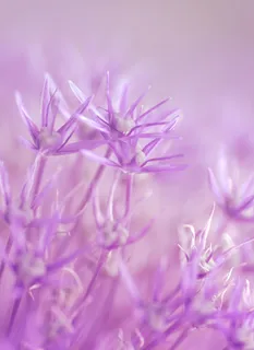 鲜花,紫色,仙女,仙女,粉红色,少女 鲜花,紫色,仙女,仙女,粉红色,少女