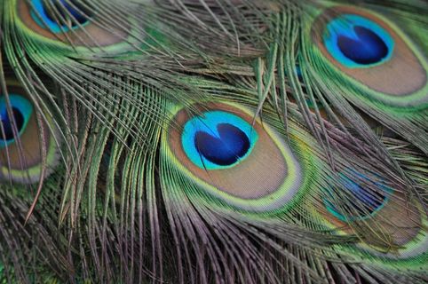 孔雀，孔雀羽毛，全身羽毛，春天