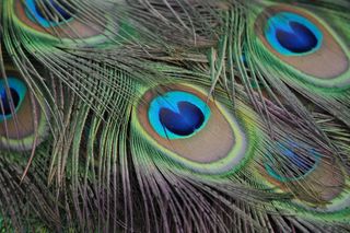 孔雀，孔雀羽毛，全身羽毛，春天