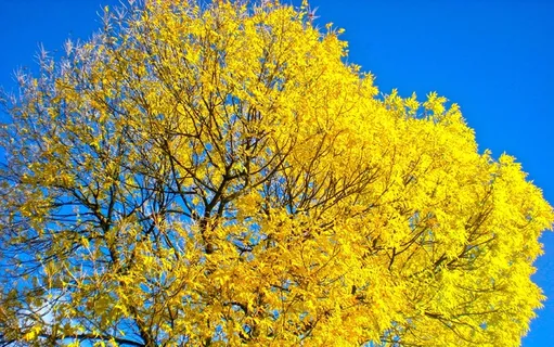 树,秋,黄色,Blåhimmel 树,秋,黄色,Blåhimmel