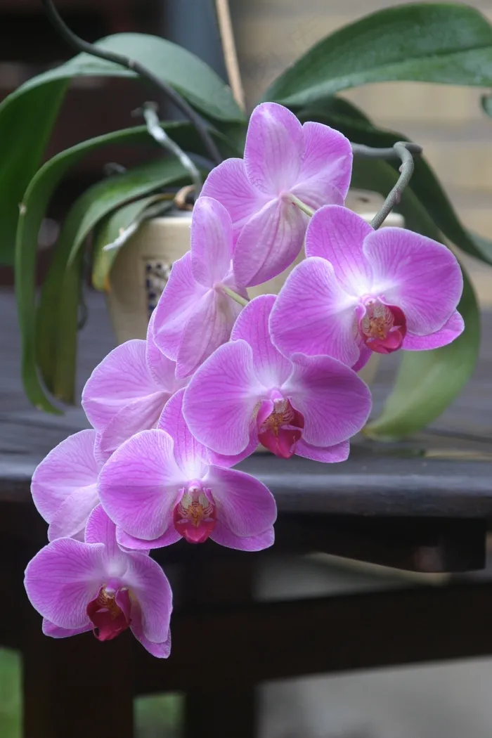 兰花，粉红色，盆栽的植物，花，紫色，自然