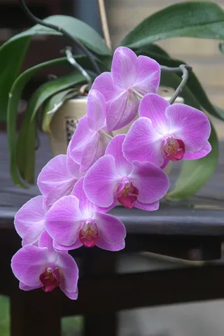兰花，粉红色，盆栽的植物，花，紫色，自然