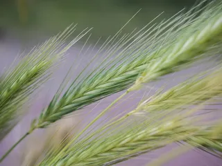 小麦,大麦,大麦苗,青稞,麦田,草杂草自然粮食