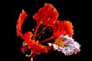 开花，开花，红色