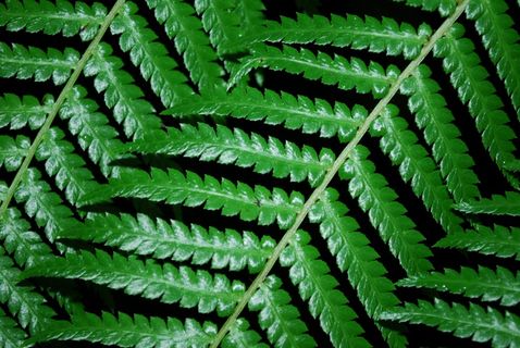 蕨类，自然，植物，自然，植物，有机